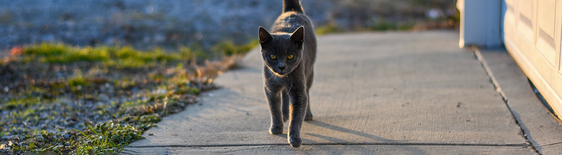 La Signification De La Queue Du Chat