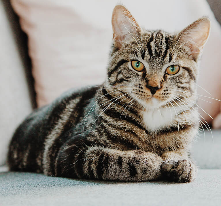 Comportements du chat