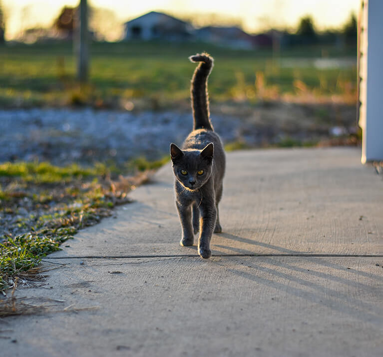 list-mobile-pexels-julissa-helmuth-3323211