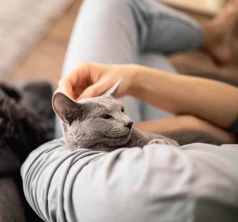 Mon chat dort sur moi. Pourquoi et que faire ?