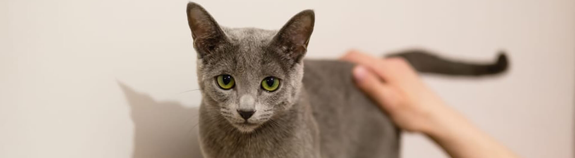 Pourquoi mon chat pleure-t-il ?