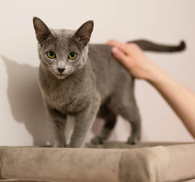 Pourquoi mon chat pleure-t-il ?