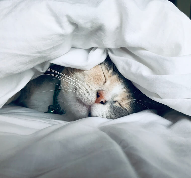 Est-ce que les chats rêvent ? Et font-ils des cauchemars ?