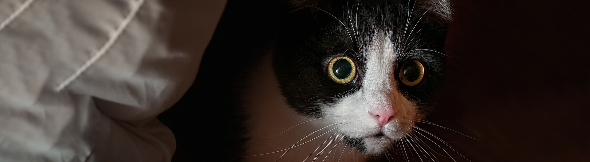 Chat noir et blanc caché sous le lit