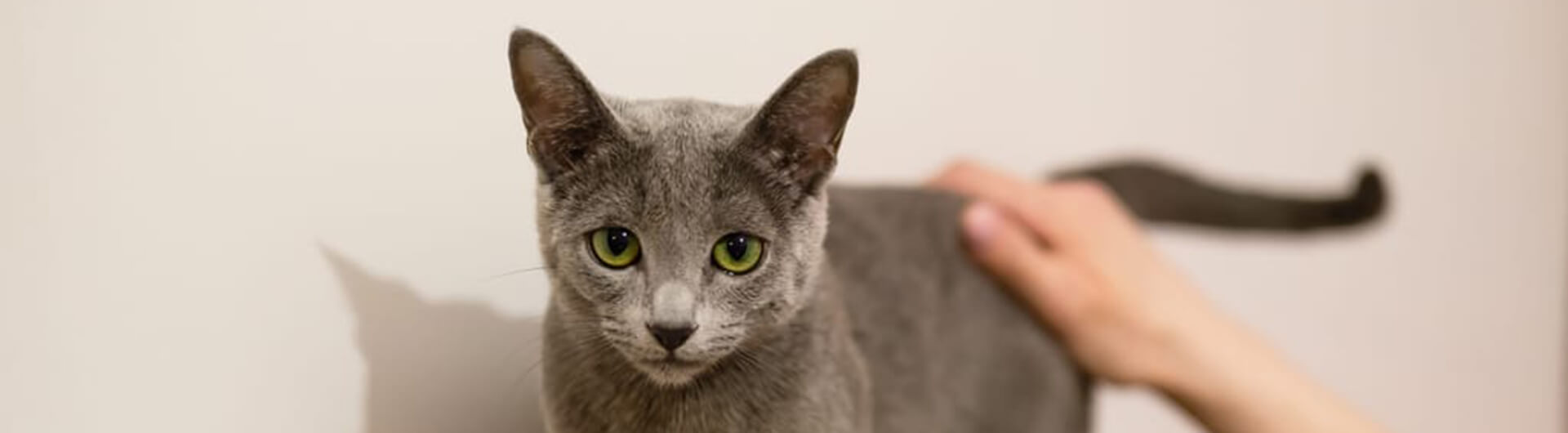 Chat gris sur son coussin, caressé par son maître