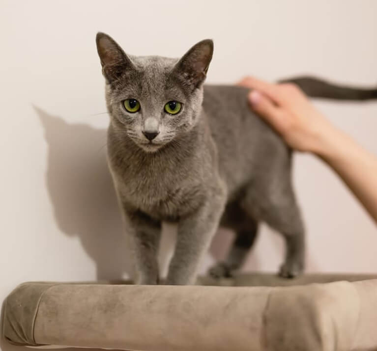 Chat gris sur son coussin, caressé par son maître