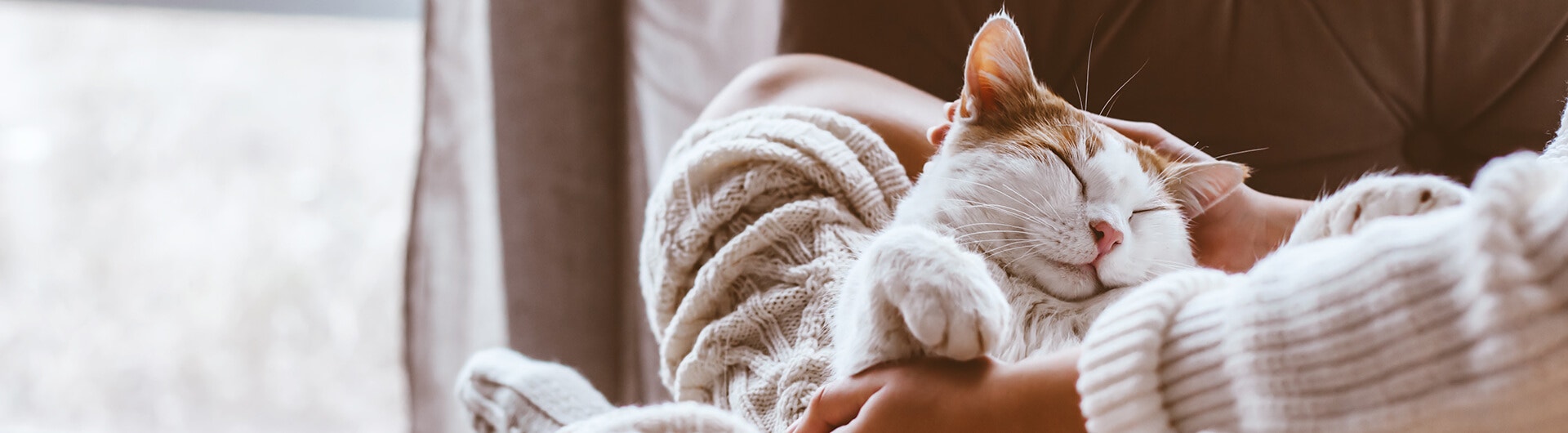 Un chat blanc dort sur les genoux de sa maîtresse