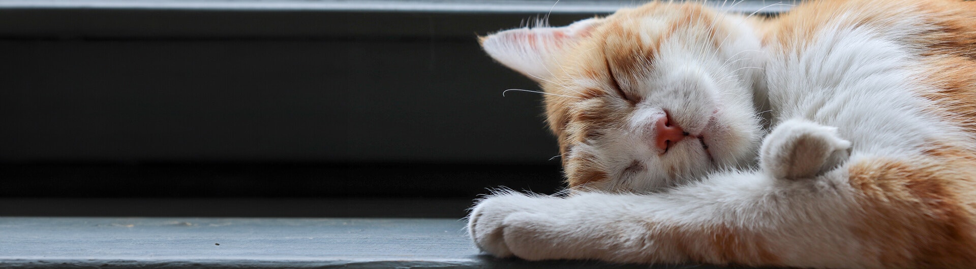 Un chat roux et blanc dort sous la fenêtre