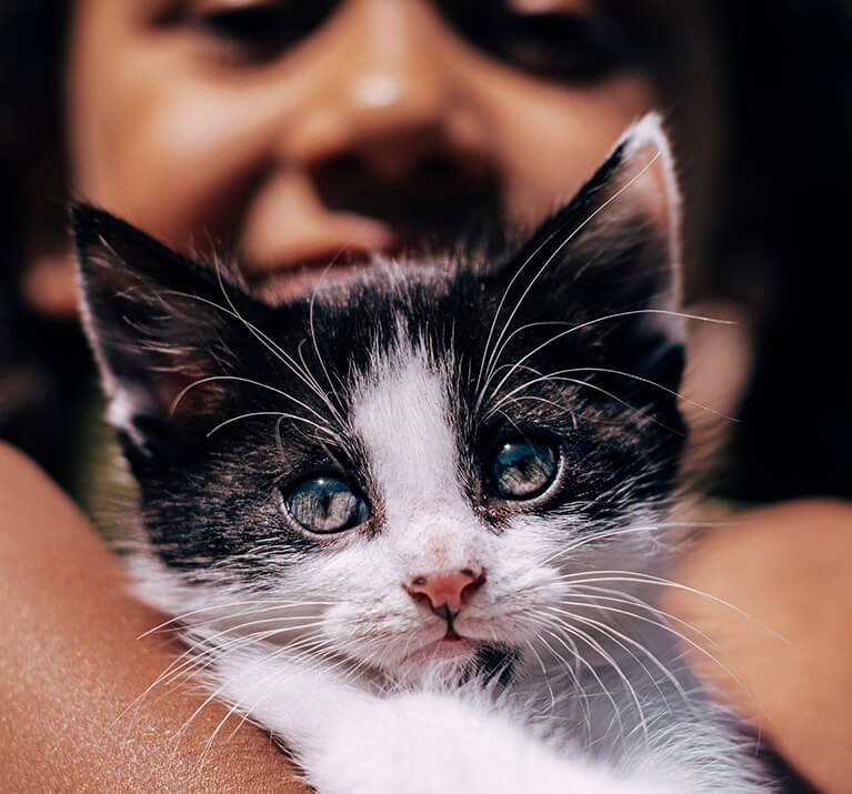 Comment s'occuper d'un chaton mobile