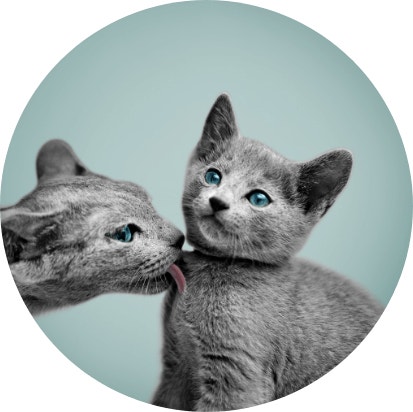 Conçu exclusivement avec des ingrédients soigneusement sélectionnés