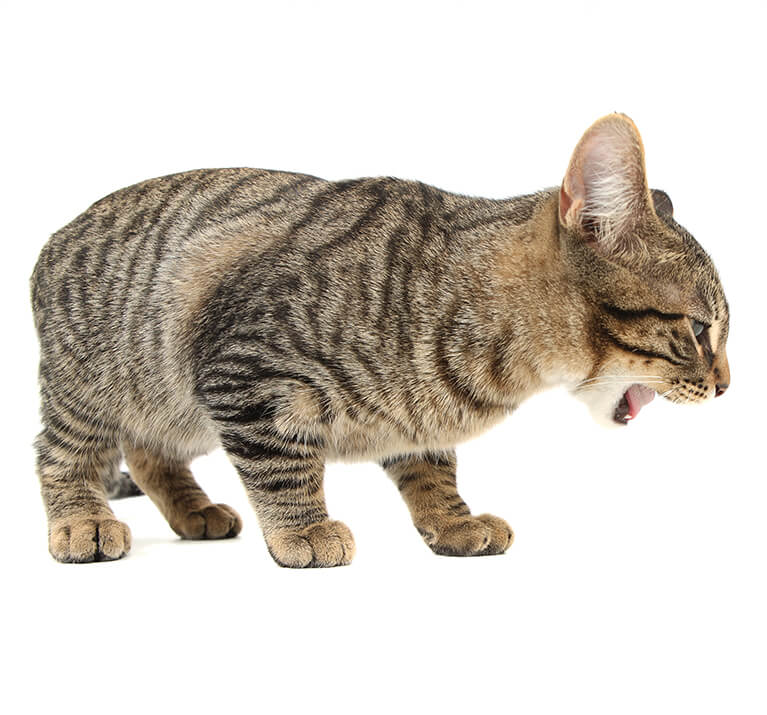 Cat being sick