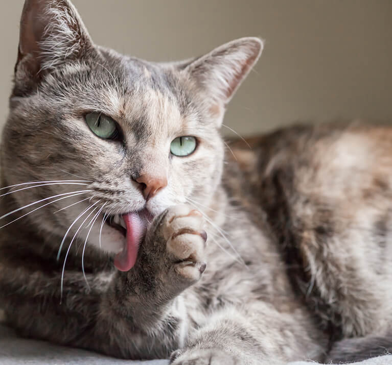 grey cat licks paw