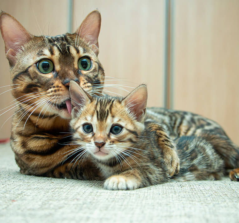 tortoise shell cat licking kitten