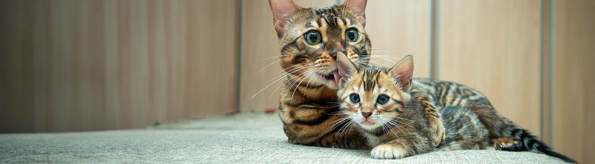 tortoise shell cat licking kitten