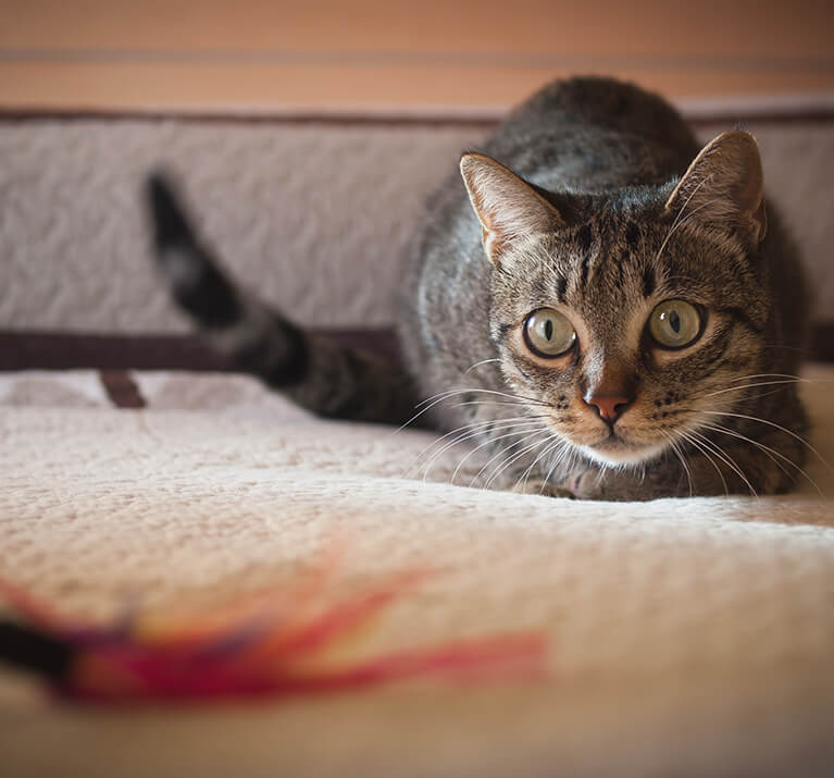 small tortoise shell cat with big eyes