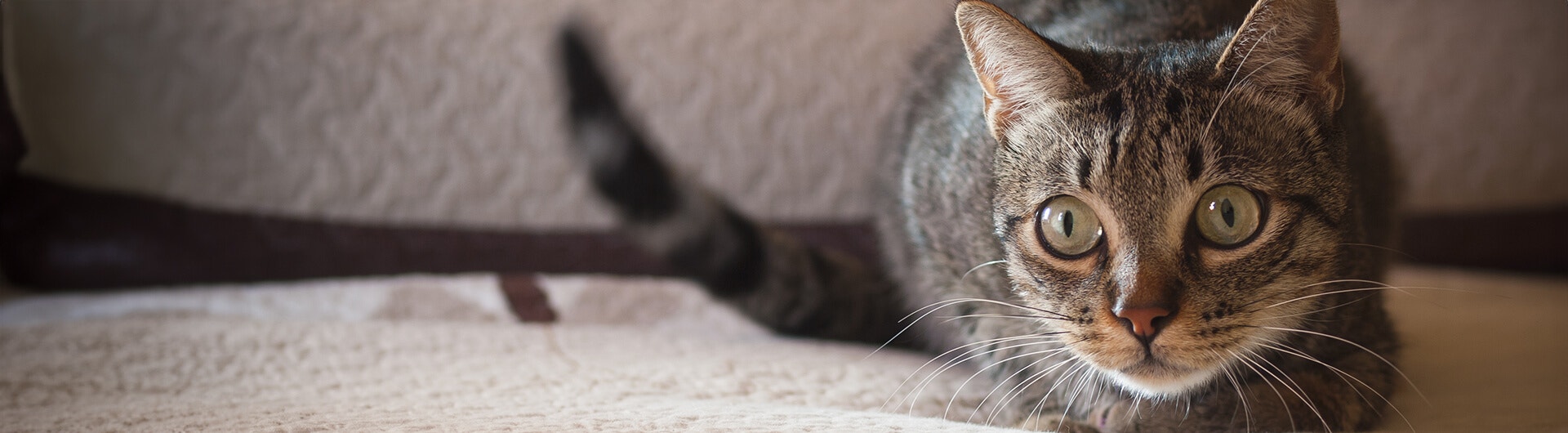 small tortoise shell cat with big eyes