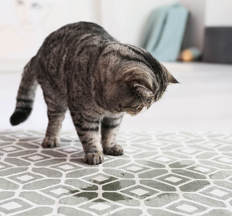 grey and black cat stood next to a wet patch on the floor