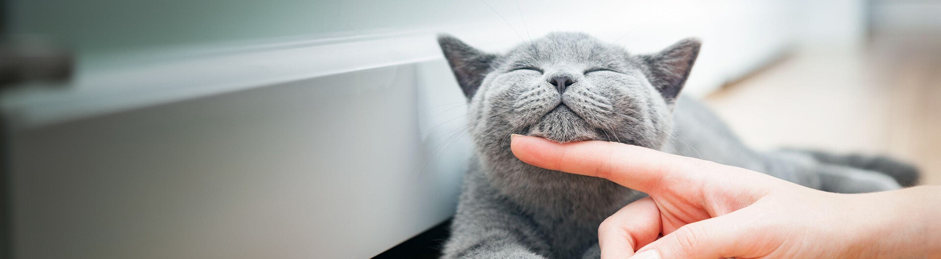 joli chat gris heureux