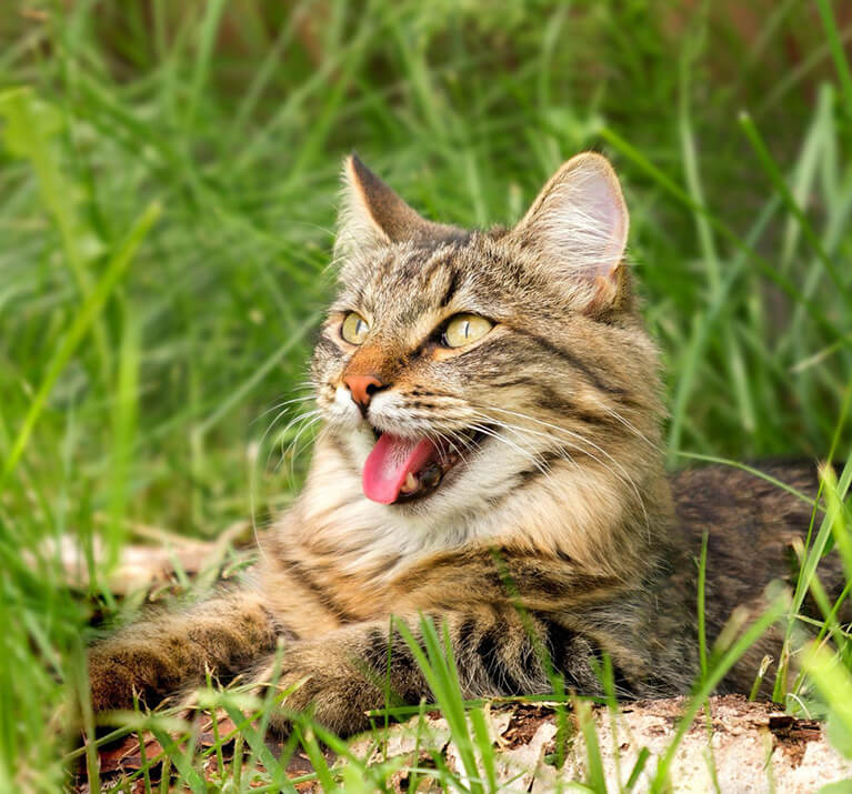 chat couché dans les l’herbe