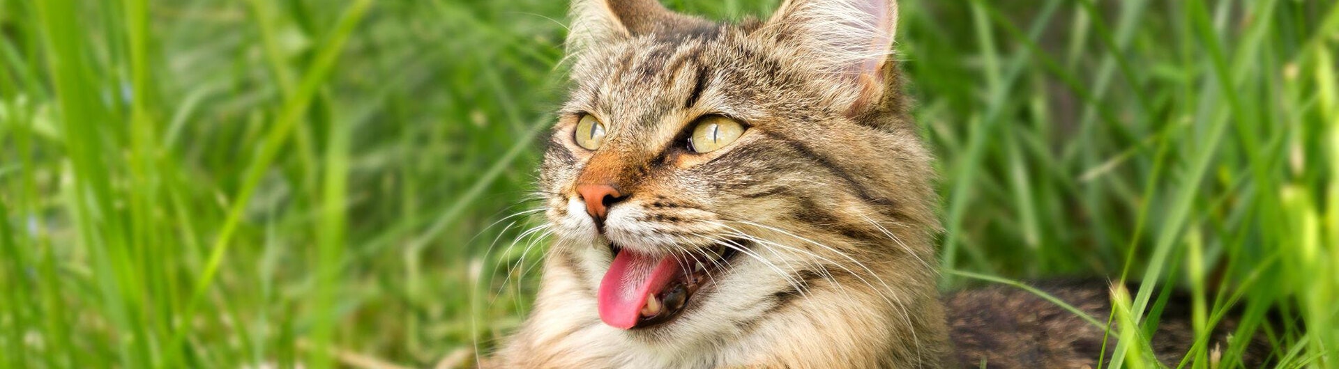 chat couché dans les l’herbe
