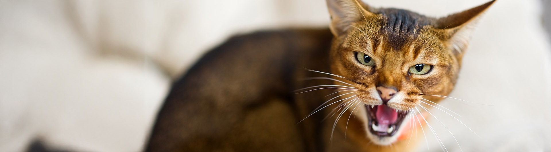 Chat Abyssin qui feule