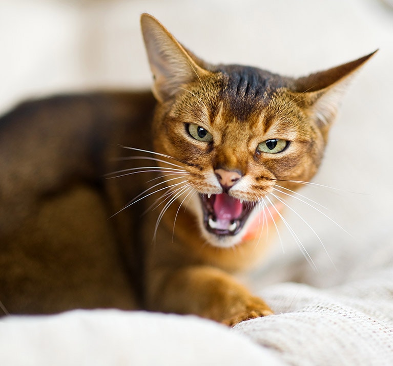 Chat Abyssin qui feule
