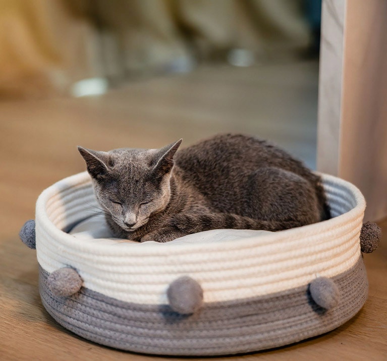 Chat mignon endormi sur un lit de chat.