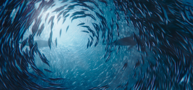 Un banc de poissons nageant en cercle